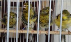 FRILL PARISIANS CANARIES FOR SALE READY TO BREED $125 EACH 310-532-31-20 OR 310-502-93-05.... NO SHIPPING