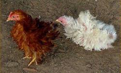 FRIZZLE CHICKENS. RED AND BLACK COLORS.
PULLETS $35
ROOSTERS $25
Going quick. Few left. Hurry~!
MINIMUM SALE 2
281 350 1322
MOSSY OAKS at 2010 WEST SPRING STUBNER (google map) (yahoo map)