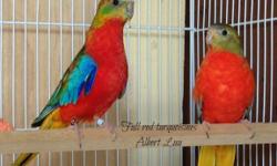 Lots of extra hens, full red for $400 each.
Pairs are $1000 each. Males are not sold separately.
Also looking to trade locally for normal scarlet chested parakeets.
Unrelated pairs of full red turquoisines, 2014 close banded birds.
Birds come from good