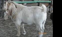 Structurally correct, has several ennoblements. Have other bucks and does available, please call (210) 316-8095 or visit www.goatsandguardians.com