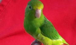 This is a fun and friendly Green Rump parrotlet. She is beautiful as you can see but also, this species of parrotlet are know for their natural love of people. They do not require much training. She is a real people pleaser.
We deliver throughout the
