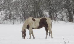 louie is about 15 he is a fun horse to ride. He goes great on the trails. He is not afraid of anything. Can ride in the front of the pack or be last in line. He knows his stuff. No buck or rear. He likes to be outside but in with the snow is blowing lol.