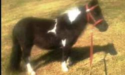 Prince stands 30" inches tall at the last mane hair/31" at the withers, his eyes sparkle w/Partial blue in them.. Recently Gelded.....Jet Black/white Pinto colored Miniature Horse he is daily handled & will mature to a great driving pony and kids Therapy