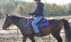 Gaited - Chocolate - Medium - Adult - Female - Horse
This 8 year old fox trotter cross is thought to be pregnant. She is current on farrier, worming , vaccines . She needs to have shoes on her front feet. She is truely a beautiful horse. She is high