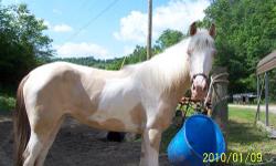 i have a gaited horse that is in good shape. gets along with other horses and any one can ride him. he is fast.