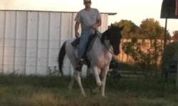 Registered walking horses and racking horses need great homes. Please contact for more info. This ad was posted with the eBay Classifieds mobile app.