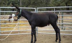 This dark brown gaited molly mule was imprinted at birth. This little mule will be in your pockets.