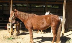 Gaited - Prissy - Extra Large - Young - Female - Horse
Prissy- 3 year old mare, rides
ADOPTION FEE: $300.00
CHARACTERISTICS:
Breed: Gaited
Size: Extra Large
Petfinder ID: 24828870
CONTACT:
Mississippi Animal Rescue League (MARL) | Jackson, MS |