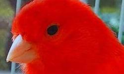 Are you still looking for good quality red birds? We ship to your home. PayPal ,or your form of payment accepted.
