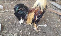 Un gallo fino con tres gallinas por $100
One rooster & three hens for $100
1(818)3914136
This ad was posted with the eBay Classifieds mobile app.