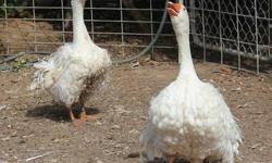 Rare Sebastopol geese chicks? one breeding pair available. Sebastopols are medium-sized white geese which are known for their long curing feathers. The beak and legs are orange and the eyes are bright blue. These rare geese cannot fly. Price for breeding