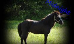 Midnight is a 6 year old gelding. Black w/ blaze. One blue eye and one brown. He is very flashy. He is 10.2 h. Rides great. My 5 yr old and 10 yr old ride him all over the place. He is ridin 5days a week. We have showed him in 2 halter classes, he has win