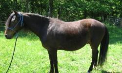 8 year old dark bay Appaloosa/Morgan gelding. About 14.2 hands high. Has just been started under saddle and is making good progress because of his quiet and willing attitude. He has a great temperament and loves attention. Would make an excellent lesson
