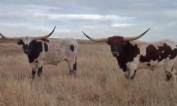 ULTIMATE PASTURE ART: We have a large selection of gentle, huge horned, easy to care for Trophy Steers. All colors, ages & horn shapes. They are all registered Texas Longhorns. These fancy steers were A.I calves and have champion genetics, sired by World