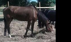 I have a 5-7yr old gelding gentle use to do the buc days parade
$700
I also have a black mare has foaled one stud very beautiful n rides
$800