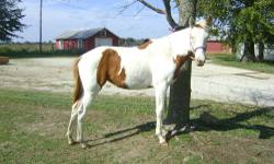 I regretfully have to sell my baby.Rain is a beautiful yearling paint filly.She has two ice blue eyes with eyeliner around them both. Has had groundwork done. She stands tied,picks up all four feet, is halter broke,leads, bathes,and loads. Has had her