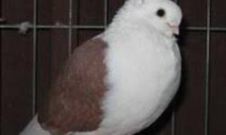Selling a breeding pair of Old German Owl Pigeons, their color is "Red" the male is a year old, the female is 2 years old.
They are very gentle and can be handled, they do not " Peck " they have had several babies, they have been together a year now, and