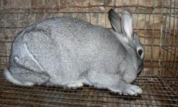 Benefits of owning and raising the Giant Chinchilla
The Giant Chinchilla grows very fast when young and will weigh between 5-6 pounds when only 8 weeks old and 7-9 pounds at 12 weeks old. Giant Chinchillas have no competition when it comes to producing