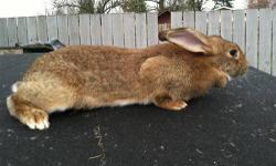 Giant flemish doe is 7 months old and its $60.00
call 425-277-4674 or Text 425-495-2059 or 253-335-5924