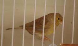 i have a couple of canaries Consort male and female born this year for the male $75 and for female $50 253 653 0618
