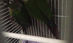 2 pairs available, $180 each pair: Bonded pair of gloster canaries, not proven, but ready for breeding. Have been displaying courting behavior. 1 crested, 1 consort. Birds only, no cage. Research before inquiring. Thank you.
Will sell both pairs and Male