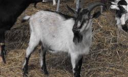 Variety of goats for sale. All $60 each (except one is $75). Call (no emails) for info or to line up a day/time to look. 715-769-3639