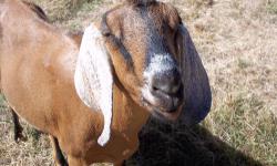 Goats2go is a group of goat owners in Shasta and Tehema counties. We rescue goats, llama's, donkeys and sheep. We also rescue for Another Chance Rescue in Palo Cedro CA..... Shasta County animal control.. they calls if the have Goats they have taken and