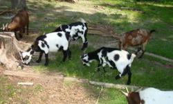 1 Blk/wht nigerian/ dwarf mix doe blue eyes about 3
1 alpine doe about 3 neither are bred nor registered they are for pet only as they were bottle babys and are sweet and friendly if purchased together will take $250.00 with a buy back contract
calls are