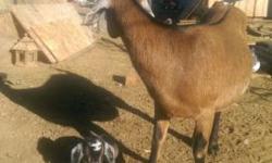 I have one year old goat for sale 7 of them they are Nubian.