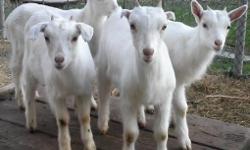 I have 4 Doe kids for sale 2 crosses 2 Sannens all from great milkers. Have been weened and are ready to go. Good all purpose goats. $75.00 each. I also have 1 milker for sale She is a LaMancha/Arapowa cross also a good milker and is currently in milk.She