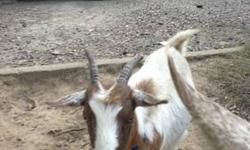Two very sweet pygmie goats to good home. "HOME NOT HOMES:) These are PETS! Not supper! Trust me, lots of people eat goat. Perfect for children to learn about livestock. Gentle, Sweet, frisky and loving, I can't keep them, the "main" reason I'm selling