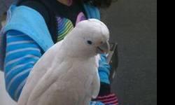 goffin cockatoo female, about 7 to 8 years old, very tame good with kids,for more info call 818 6364340 ask for walter $500.00 obo