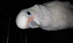Female (previous owner seen egg laid) goffin cockatoo for rehoming. Recently adopted but does not get along with my other birds. She comes with her cage, large play perch, toys and food. For more info please email.