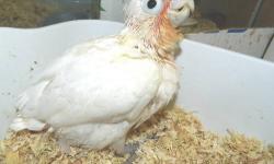 Sweet Loving Goffin Cockatoo hatched May 25th. Tested for PFBD, Chlamydia and Polyoma Vaccines. Will be ready end of September when weaned. Call or e-mail now for more information and to place a deposit to hold this baby. Check our web site