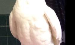 3 year old Goffin cockatoo available to loving home. Very friendly and easy to handle, but has not been handled as a pet for a while. Would be best with an experienced bird owner. Price is negotiable, please include a little about your bird experience and