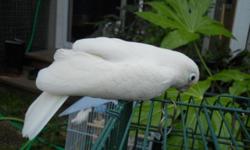 Goffin Cockatoo she is tame and friendly when she get to know you, She is under five years old, Good plumage n playful $600 with out cage, $650 with cage.
