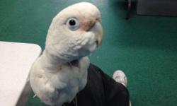 I am selling my 2 year old Cockatoo. She loves to dance and whistle with you. She will come with her large stand up cage and any food that is left. She will need picked up I will not ship. Serious inquires only please. If interested please call me at