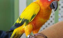 Bonded egg laying pr gold cap conures. Comes with 2x3x5 double stack flight cage by Kings Cages. (2 cages) The nest box has been down for a while so they are ready to try again. Willing to trade the pr for rosy bourkes or hand fed baby sun conure or
