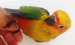 Gold Capped conure baby for sale. Place deposit on our website http://thebestbird.com/, see our customers feedback on our facebook page https://www.facebook.com/bestbirdsaviary