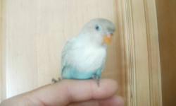 We have a baby Gold Capped Conure for rehoming. This bird is not sexed and needs a person with bird experience. We are looking for a great home preferably with someon that is home during the day or has amble time to spend with him out of his cage. This