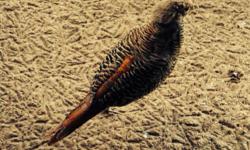 We have both young males and females gold headed pheasants available. The males are just starting to get their colors.