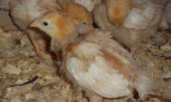 Hatched on 9/26, Golden Buff (Red Star) Female Chickens for sale, they have had their Marek's & Cocci vaccinations. They have to be sold 2 or more, no single chickens ($7 Each), they need their buddy! HURRY Before they are gone!! Great for FFA & 4H
Golden