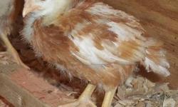 Hatched on 10/24, Golden Buff (Red Star) Female Chickens for sale, they have had their Marek's & Cocci vaccinations. They have to be sold 2 or more, no single chickens ($7 Each), they need their buddy! HURRY Before they are gone!! Great for FFA & 4H