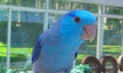 This good-looking male parrotlet is an excellent choice for a companion and friend. His delightful personality and stunning appearance make him the ideal pet. The prettiest and the most excellent pet that steps up on your finger right out of the cage,
