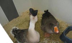 Goose - Geese - Large - Adult - Bird
CHARACTERISTICS:
Breed: Goose
Size: Large
Petfinder ID: 25415541
CONTACT:
Dessin Animal Shelter | Honesdale, PA | 570-253-4037
For additional information, reply to this ad or see: