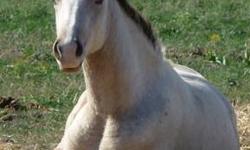 Mocha is a baeutiful buckskin paint filly. She has been saddled and ridden by my children. She picks up on things quickly. She is an in your pocket horse and neighs when she sees you. She would make someone a wonderful horse. She is easy to trim, catch, &