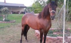 Pure bred andalusian stallion with annce pre registration. Pure original blood lines. Huge neck, big butt, beautifully conformed. No genetic defects. Triple registered. Ialha , annce, madrigal. Beautiful blood bay color very very rare.
