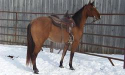 Ginger is a 12yr old 15.1hh AQHA buckskin dun mare. Super pretty & athletic too! This mare is real broke, gets off your leg, fancy rein & quick and catty on her feet. She is so athletic that she could do multiple disciplines. She is very well bred;