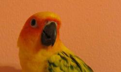 I have a stunning tamed baby handfed Sun Conure!!!
No cage just him.
Email for pics! :)
He is gorgeous. I got him from a breeder just a little while ago but decided I would like a big parrot instead.