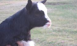 I have a GORGEOUS Fainting Goat Doeling for sale. She has awesome Bloodlines. She is only for sale because one of my bucks is related to her. I will also trade her for a BLUE eyed Doe or Doeling Only. Or a VERY Flashy Brown Eyed. You can email me pics of